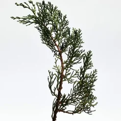 001 Man Eau De Parfum*LOEWE Best