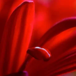 Ampolla Phytoretinol*ARMONIA Discount