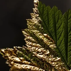 Boss Bottled Absolu*HUGO BOSS Hot