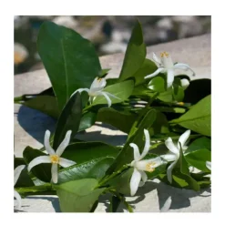 Cofre Devotion 100ML Estuches Mujer