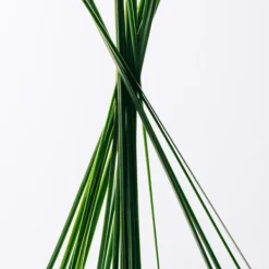 Esencia Eau De Toilette*LOEWE