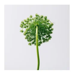 Estuche Aire*LOEWE Best