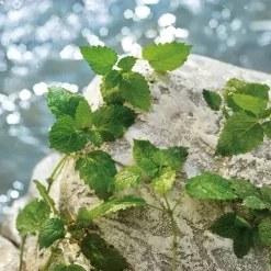 New Estuche D&G Light Blue Pour Homme Estuches Hombre