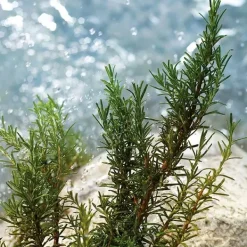 New Estuche D&G Light Blue Pour Homme Estuches Hombre