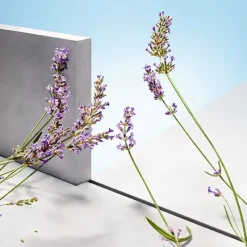 Hugo Man*HUGO BOSS New