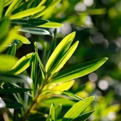 Clearance Masque Cataplasme Anti-Imperfeccions Rostro