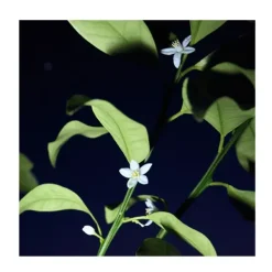 CHLOE Nomade Nuit D'egypte