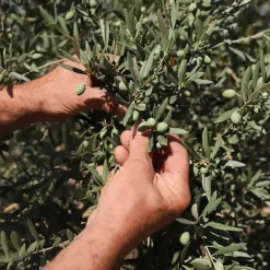 Nutritiva*LA PROVENÇALE BIO Best