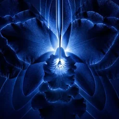 Best Orchidee Imperial Locion Limpieza