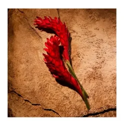 Polo Red Eau De Parfum Perfumes