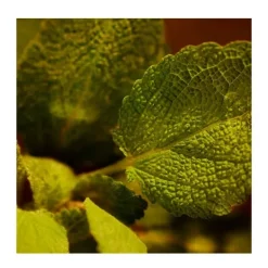 Polo Red Eau De Parfum Perfumes