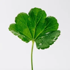 Discount Pour Homme Perfumes