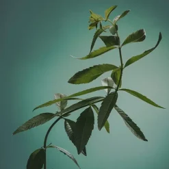 Clearance Verbena Perfumes