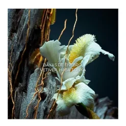 New Vetiver Perfumes