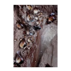 New Wood Essence Perfumes