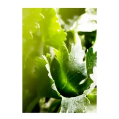 New Wood Essence Perfumes